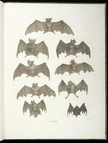 Bats by Smithsonian Libraries