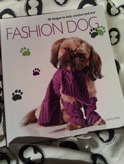 fashion dog