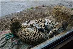 Auckland Zoo - Leopards