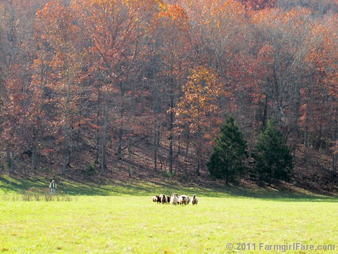 Rounding up the sheep surrounded by autumn color 5 - FarmgirlFare.com