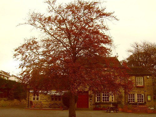 251011 Beech Tree by the Yew Tree