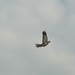 Flying wood pigeon
