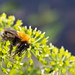 Bumble bee sucking nectar