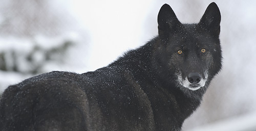 Black Wolf-29 by Dan Newcomb Photography