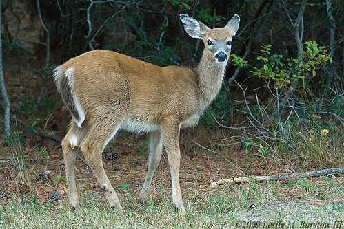 Pygmy White Tailed Deer