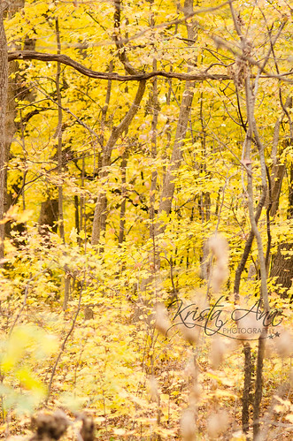 yellow-woods