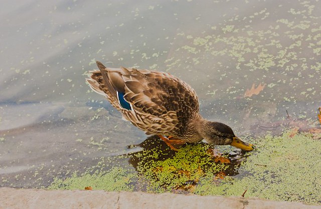 female mallard duck in fall feeding on algae