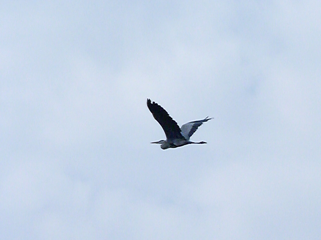 27-10-2011-grey-heron-flight4