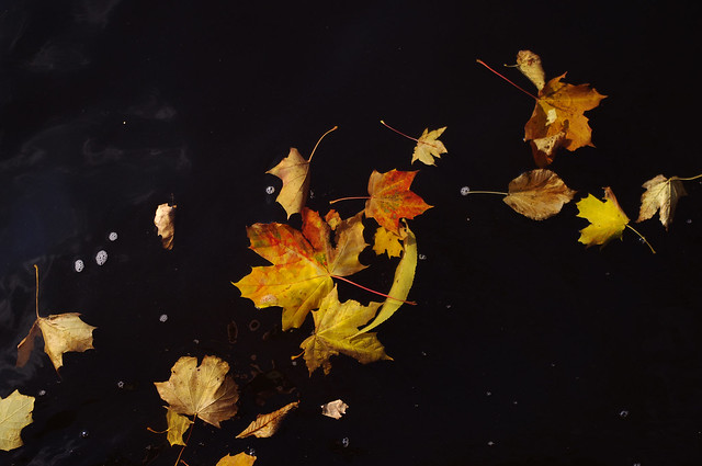 Autumn Leaves Black Water
