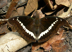 Banded Maquis