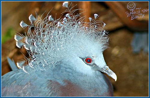 Crowned Pigeon Profile by Izabella U