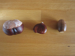 Chestnuts and acorn