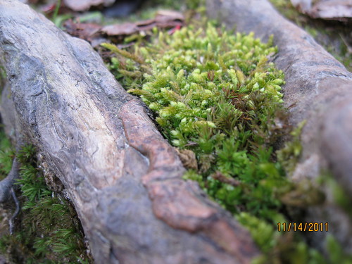 11/14/11: Pretty moss stuff.