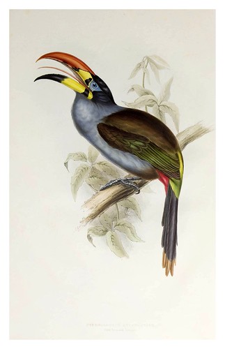 005- Araçari de pecho gris-A monograph of the Ramphastidae or family of Toucans-1834- John Gould