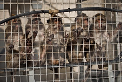 Camarles - Criadero de macacos para experimentación animal