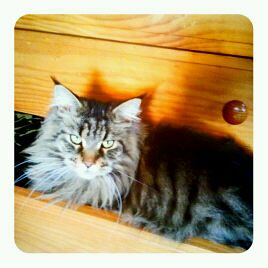 zeus sitting in the dresser drawer