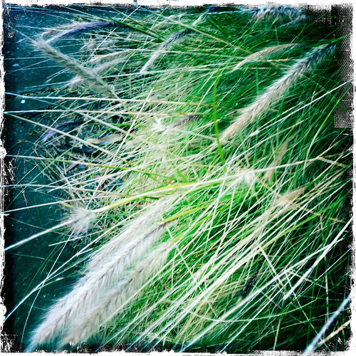 Grass. Day 261/365.