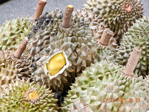 DSCN2105 Durian ,榴莲