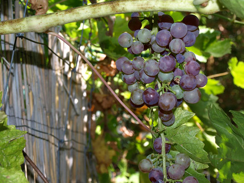 foraging_grapes