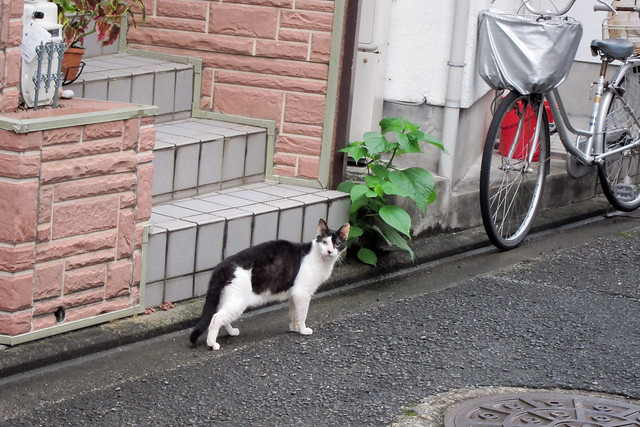 Today's Cat@2011-08-23