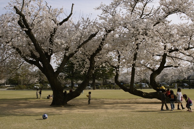 春はひと足ずつ　金沢市街の桜