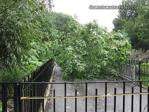 Aftermath of Hurricane Irene in NYC_Tompkins Square Park fallen tree 2