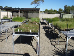 Clayton Bay Community Nursery and Garden