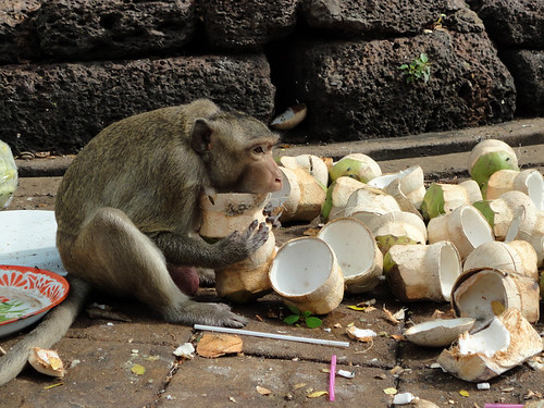 Monkey 7 eating