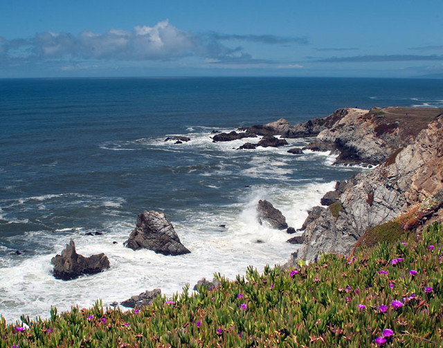A view of the California Pacific coast looking out to sea over a wild bed of pink flowers.