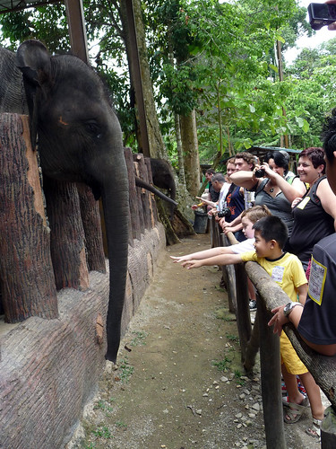 Kuala Gandah Elephant Sanctuary - getting friendly