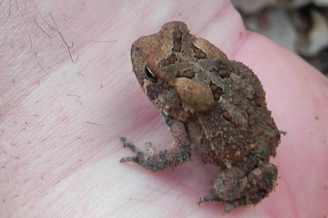 Fowler's Toad!