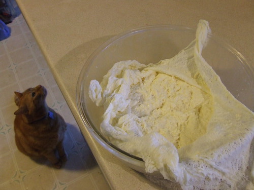Ricotta Making - with cat