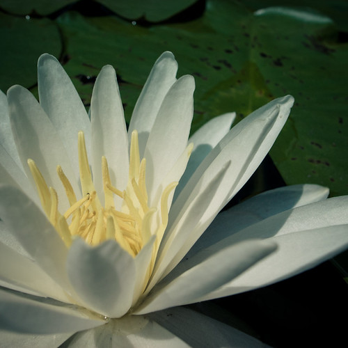 Water Lilly Pond Blossom