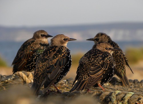 Juvenile Starlings in autumn moult