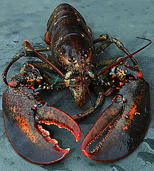 mainelobster