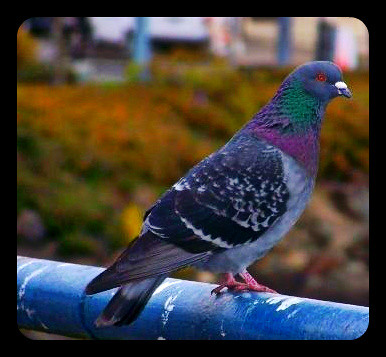 pigeon-1