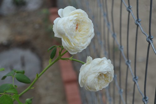 Clair Austin roses (1)