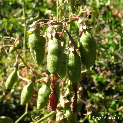 Racimo de frutos de <i>Eccremocarpus scaber</i> en la Reserva Nacional Río Cipreses, Región de O'Higgins.