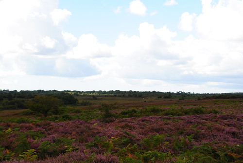 new forest 