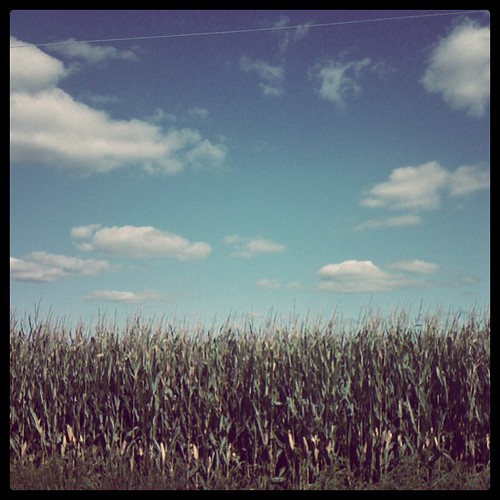 The corn was tall, the sky was blue, the clouds were white