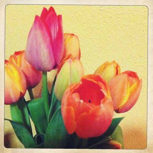 Tulips. Day 284/365.