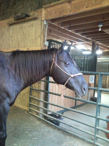 Sad to say the horses are growing their winter coats. I can tell cuz Axel is almost black again.