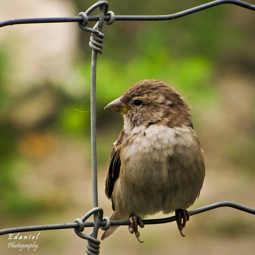 Sparrow_01