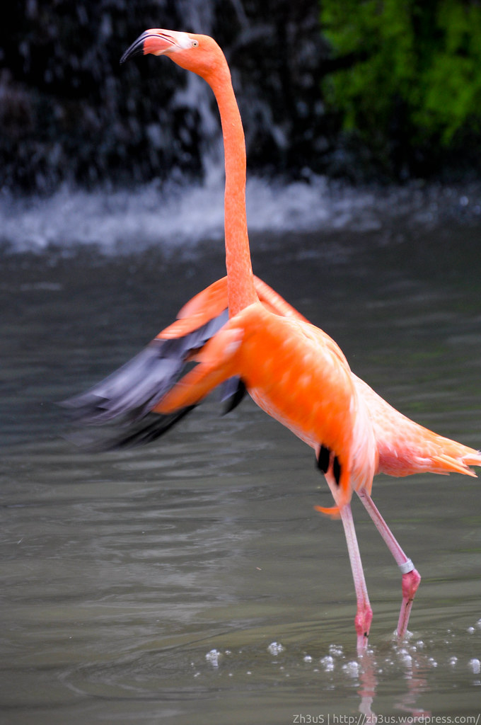 Jurong Birdpark (27 of 89)