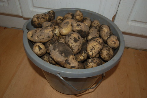 first potatoes Aug 11