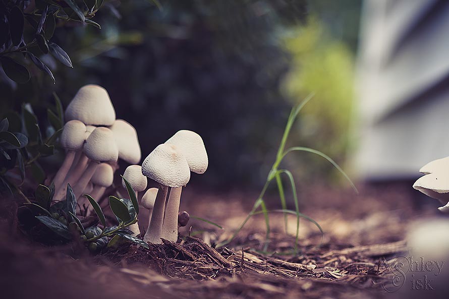 Mushrooms RS