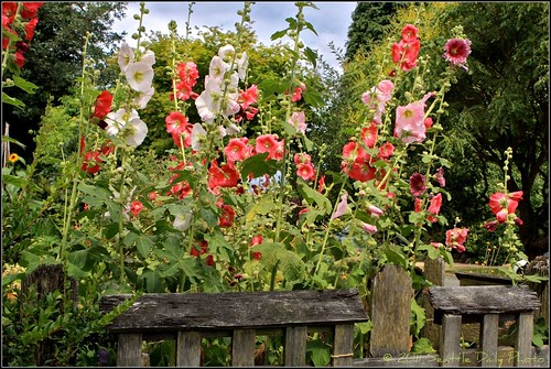 It's Hollyhock Time