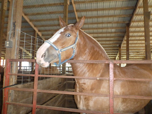 Draft Horse at Horse Days 2011