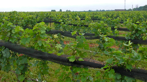 BK vineyards