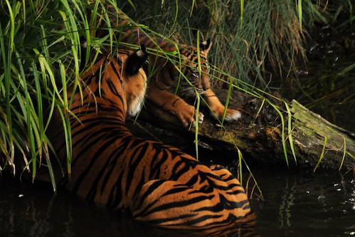panthera tigris sumatrae by Joachim S. Müller